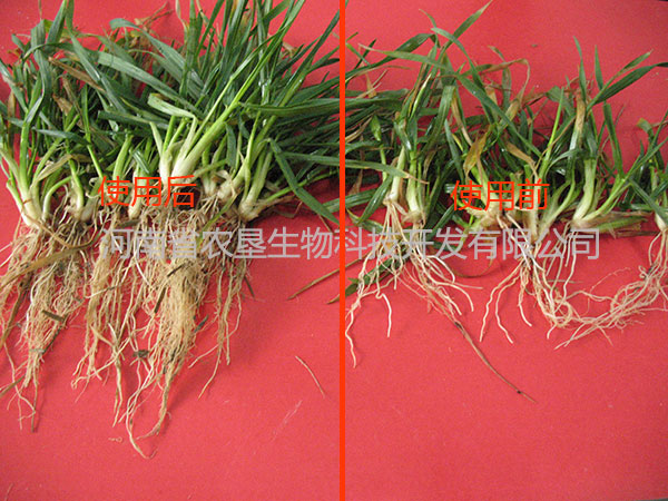 小麥根2組對(duì)比